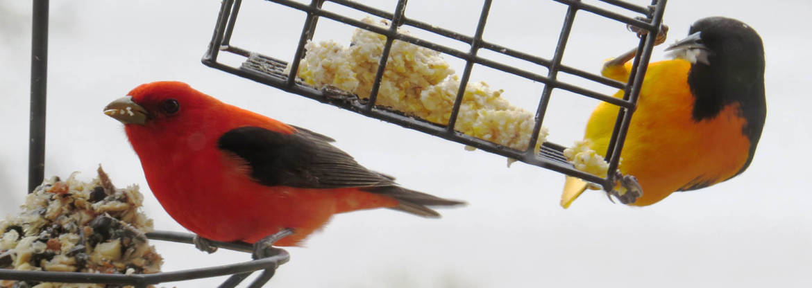 BIRD-BANNER-NEEPAWA-LAND-OF-PLENTY.jpg