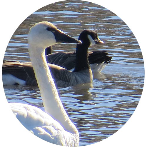 neepawa-bird-sanctuary-community-things-to-do-attractions.png