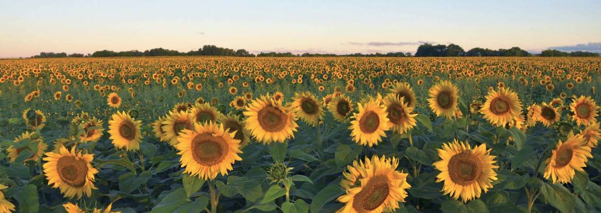 neepawa-sunflowers-Aidan-mcConville.jpg