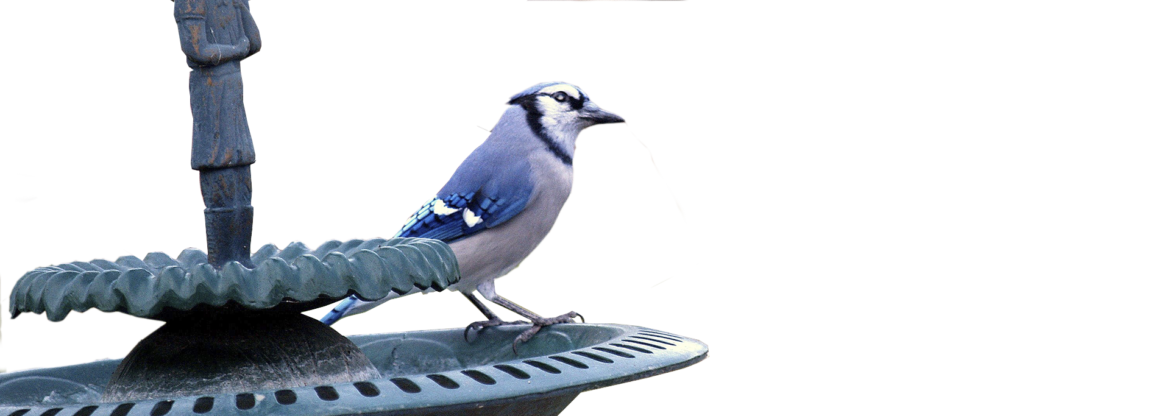 bird-transparent-3d-parralax.png