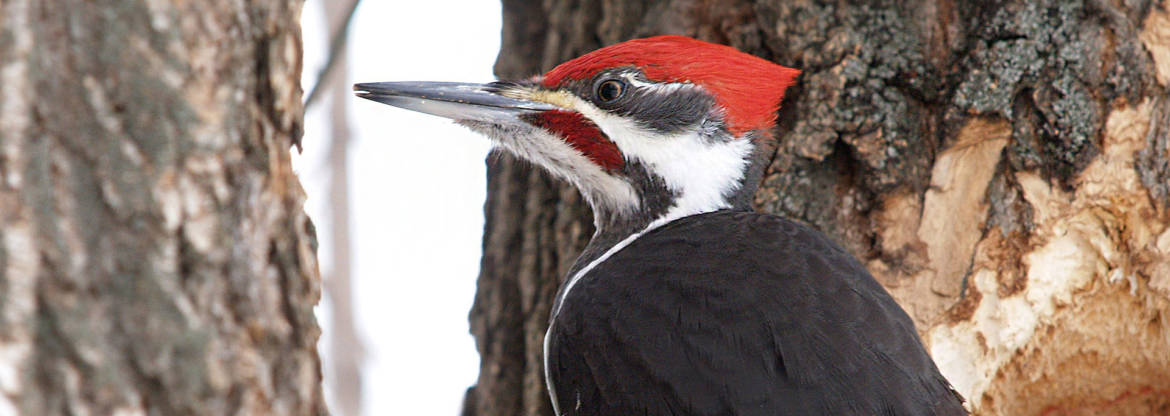 woodpecker-neepawa-bird-banner.jpg