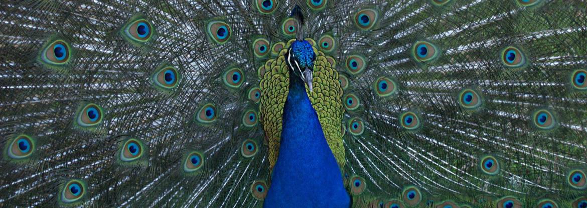 peacock-banner-neepawaopt.jpg